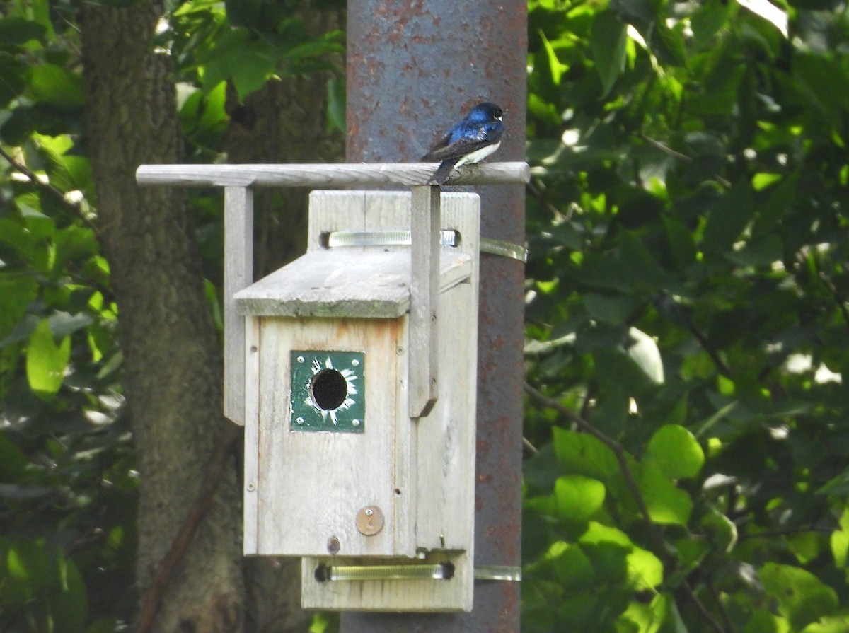 Tree Swallow - ML637351446