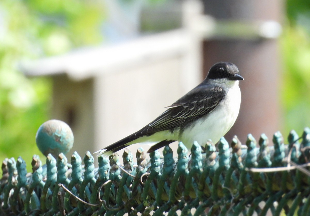 Eastern Kingbird - ML637351447