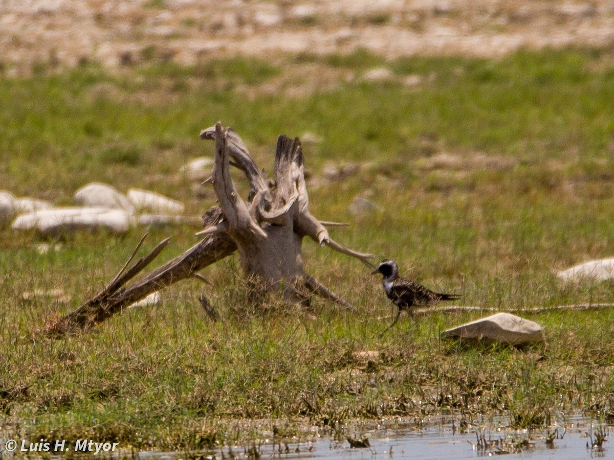 American Golden-Plover - ML637351479