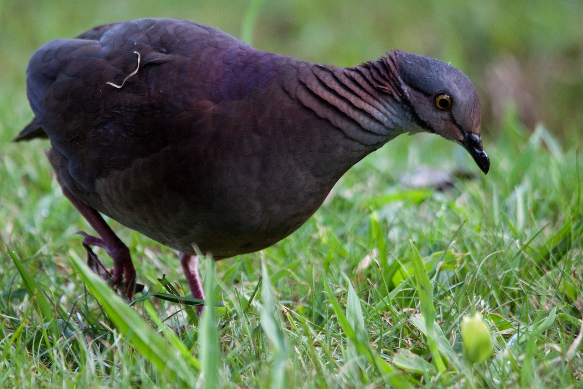 White-throated Quail-Dove - ML637351481