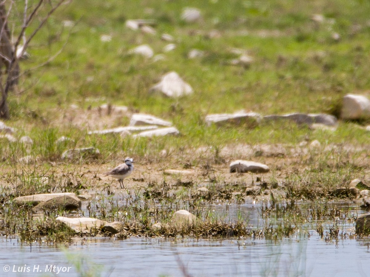 Snowy Plover - ML637351521
