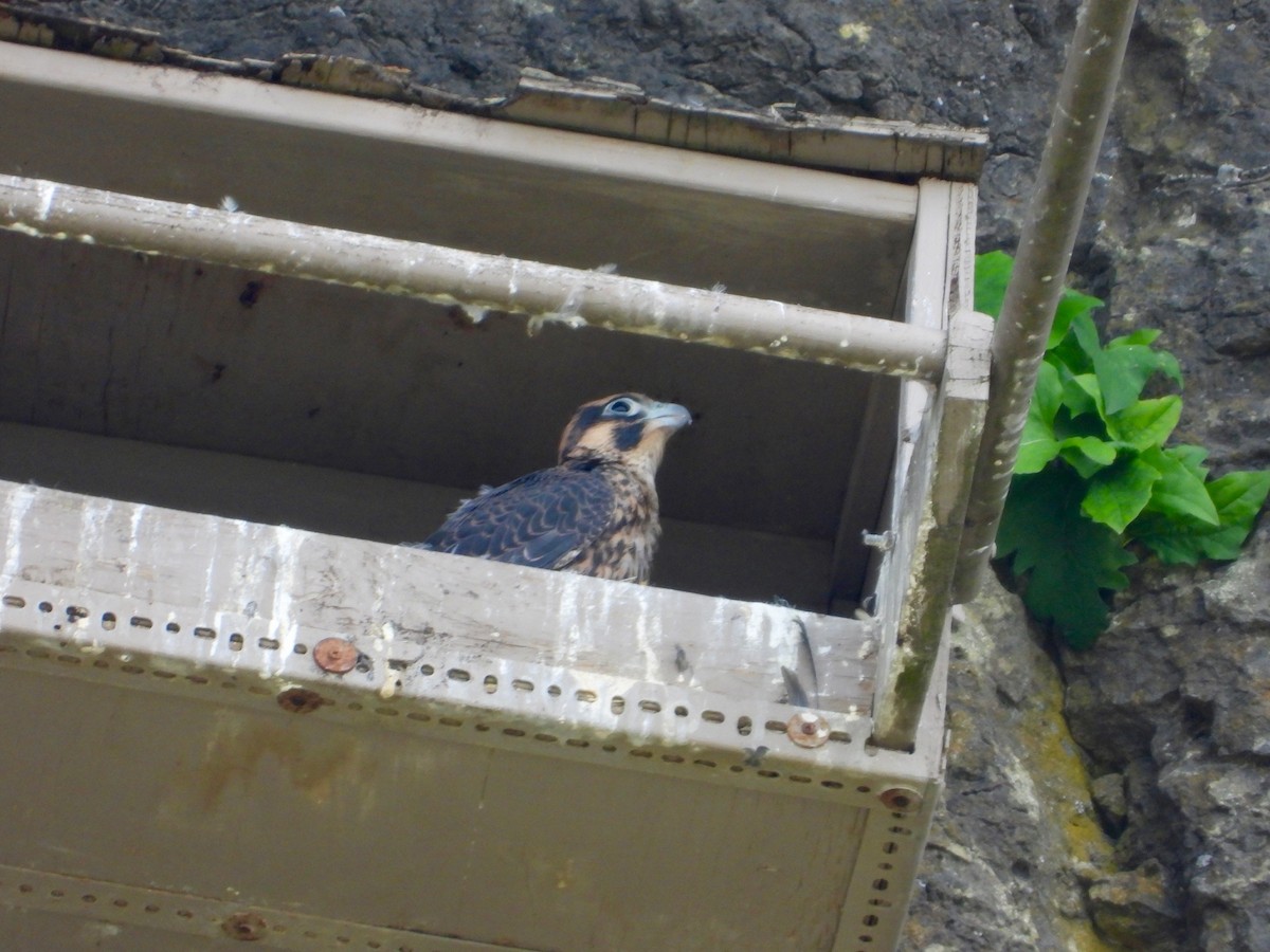 Peregrine Falcon - ML637351566