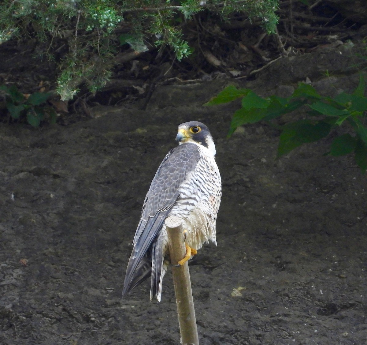 Peregrine Falcon - ML637351568
