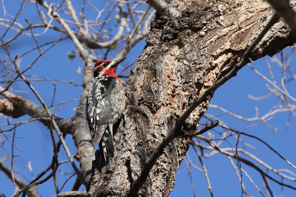 Yellow-bellied x Red-breasted Sapsucker (hybrid) - ML637351599