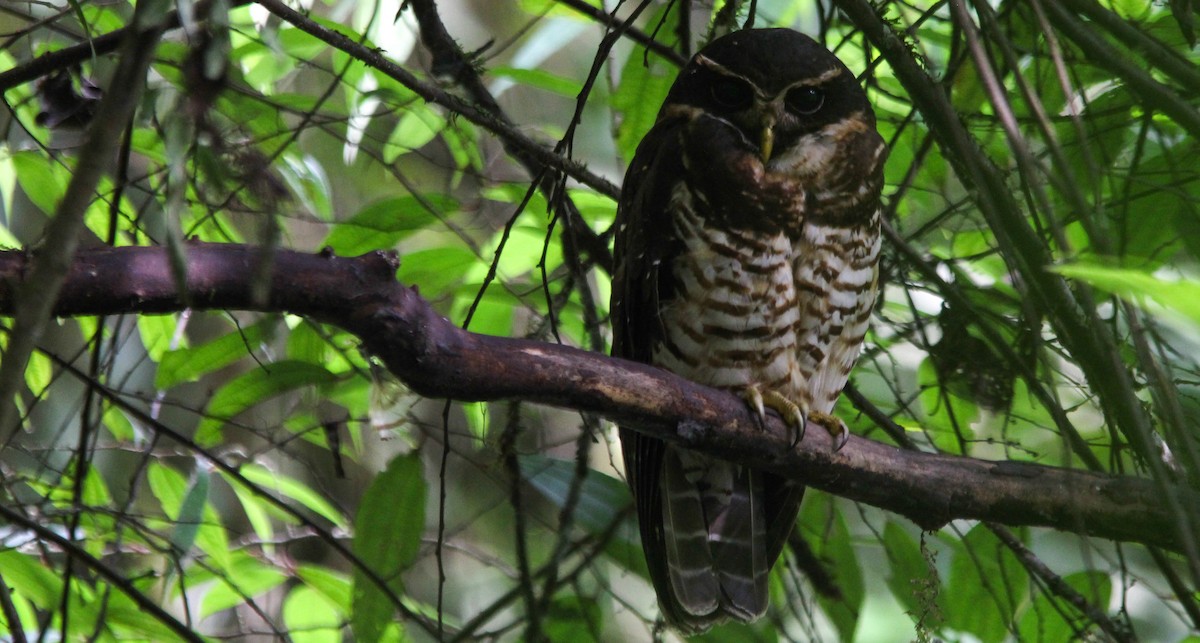 Band-bellied Owl - ML637351603