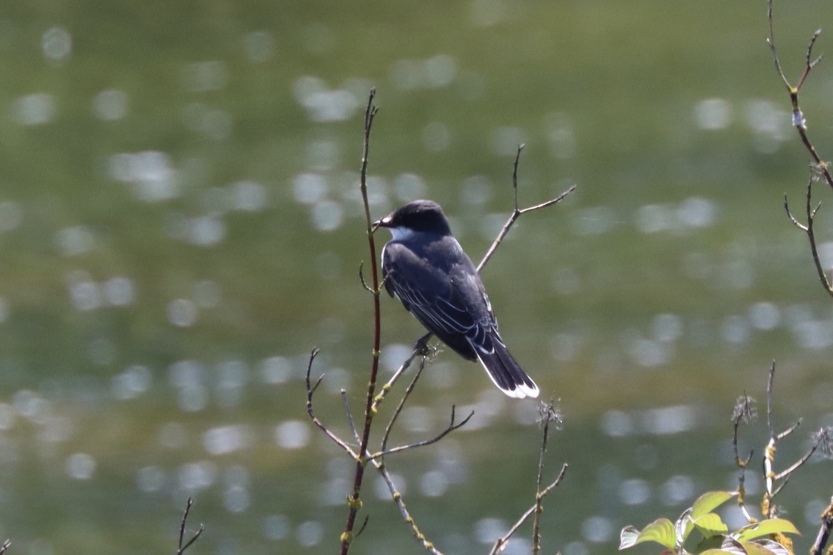 Eastern Kingbird - ML637351621