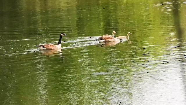 Canada Goose - ML637351623