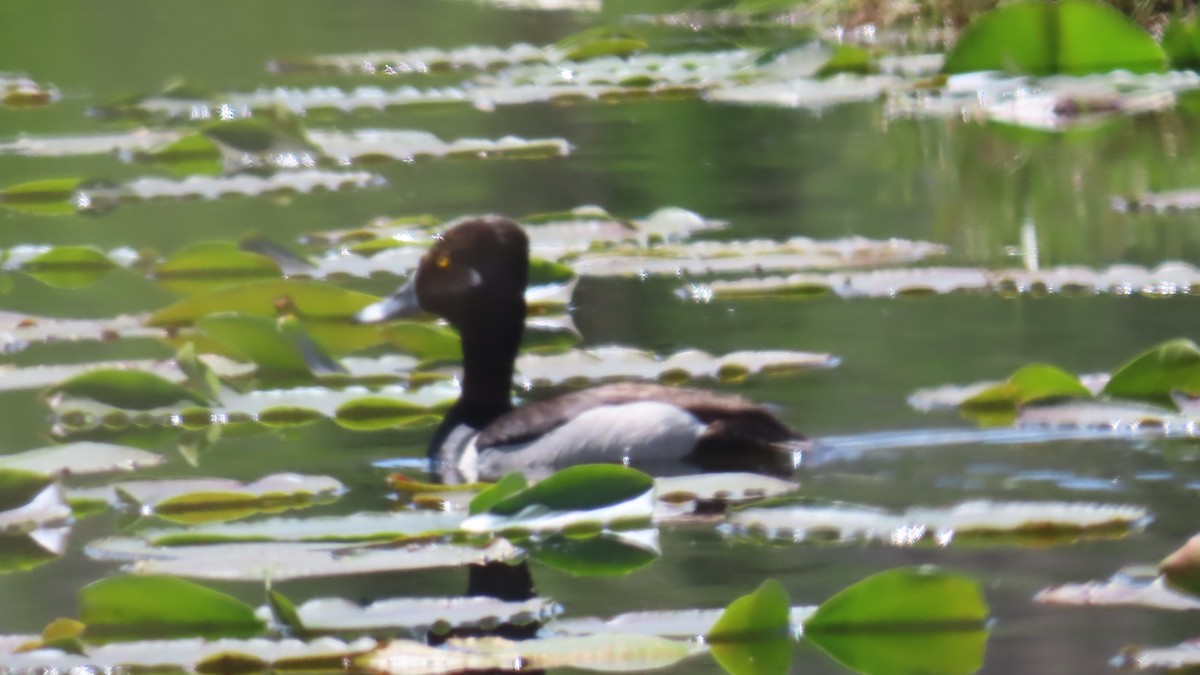 Ringschnabelente - ML637351628