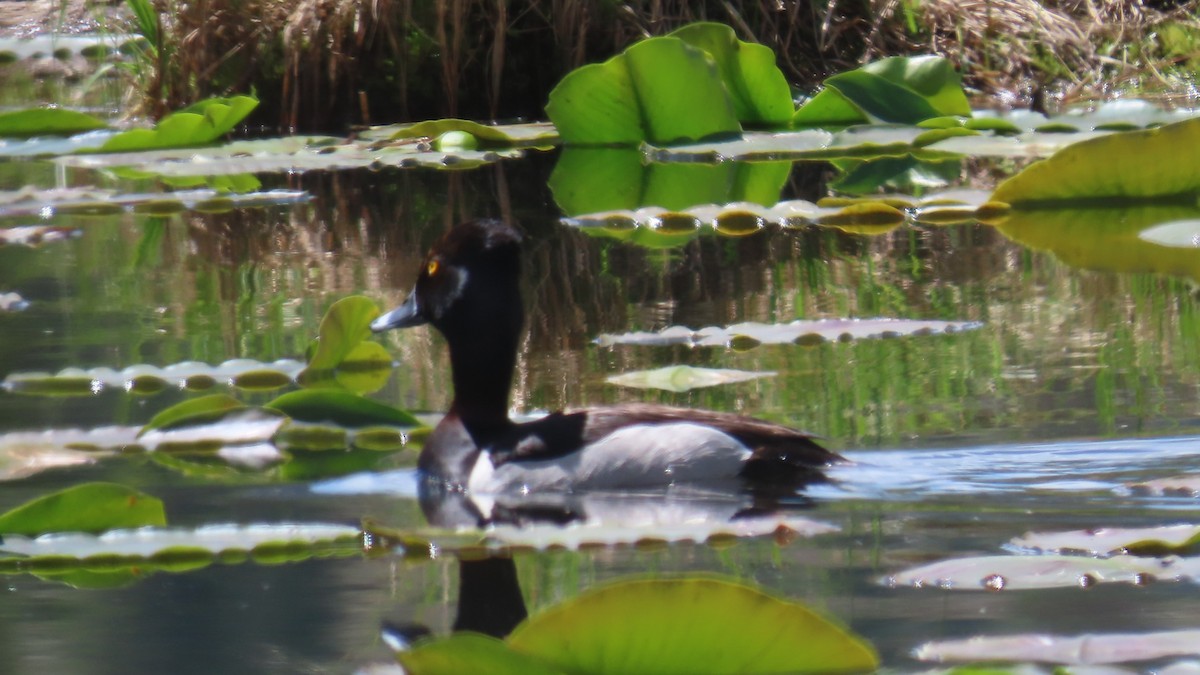 Ringschnabelente - ML637351629