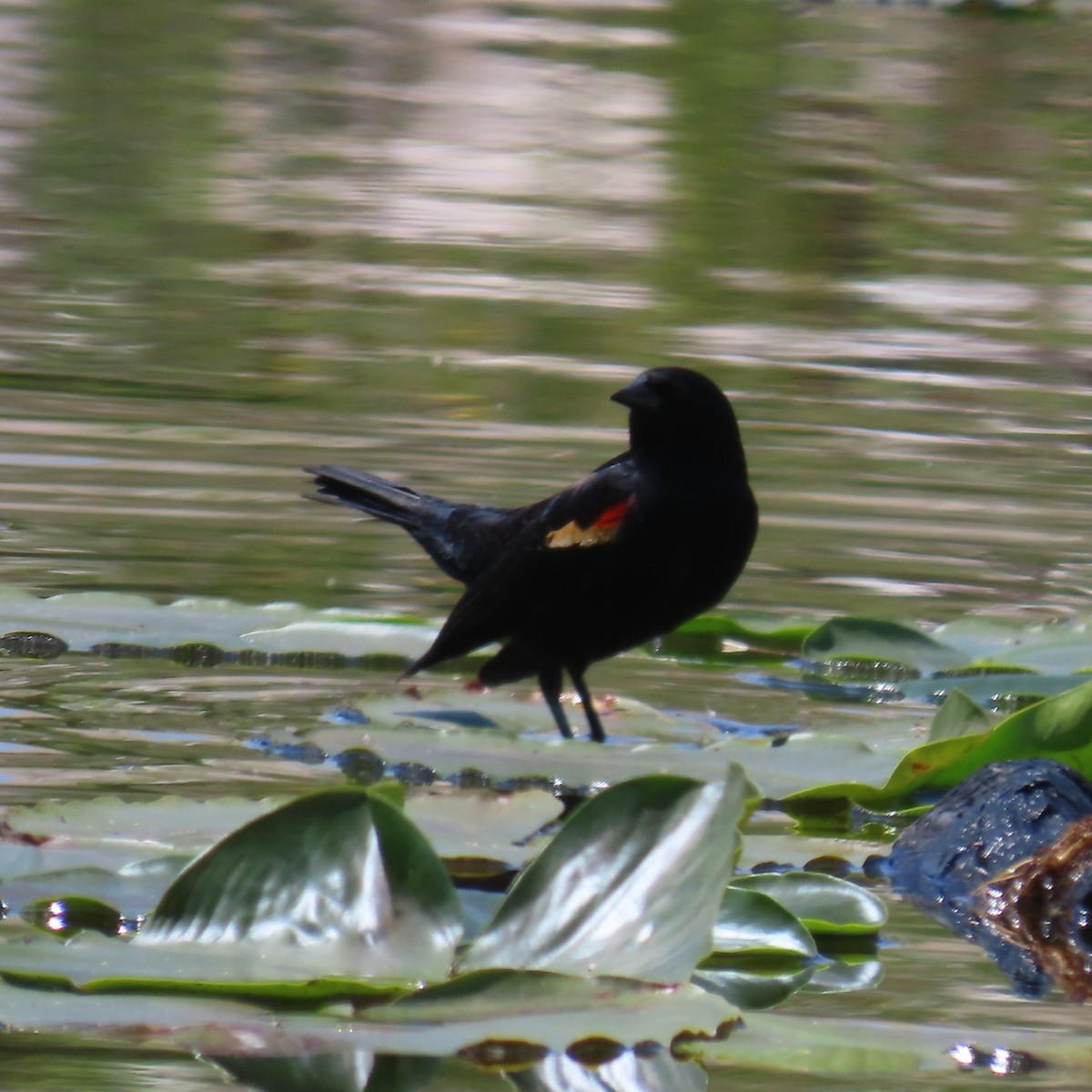 Rotflügelstärling - ML637351639