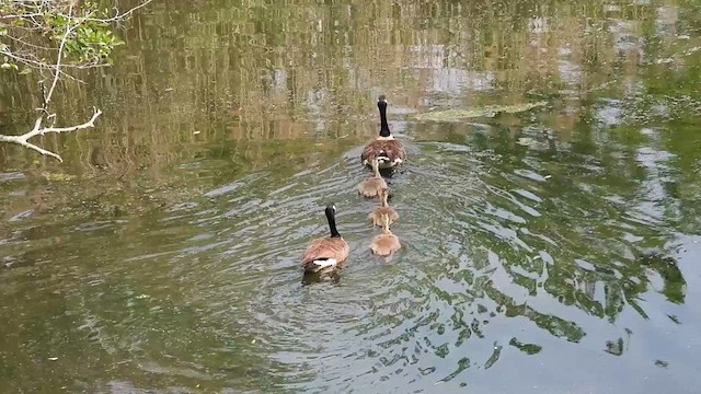 Canada Goose - ML637351721