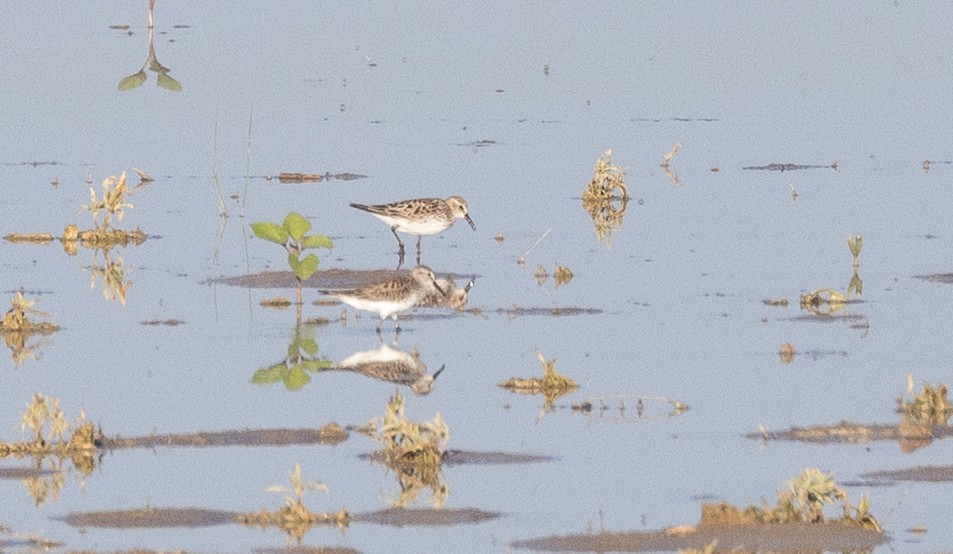 White-rumped Sandpiper - ML637351727
