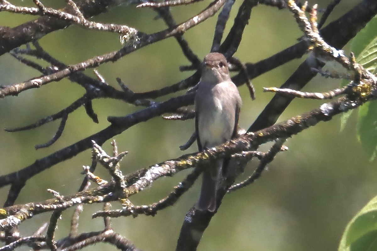 Willow Flycatcher - ML637351796