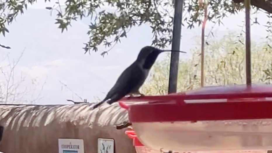 Lucifer Hummingbird - ML637351841