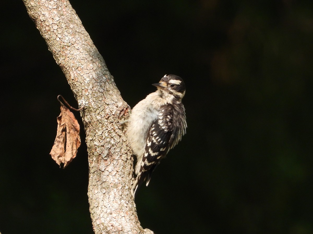 Downy Woodpecker - ML637351842