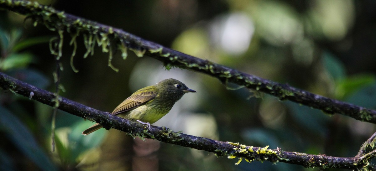 Streak-necked Flycatcher - ML637351883