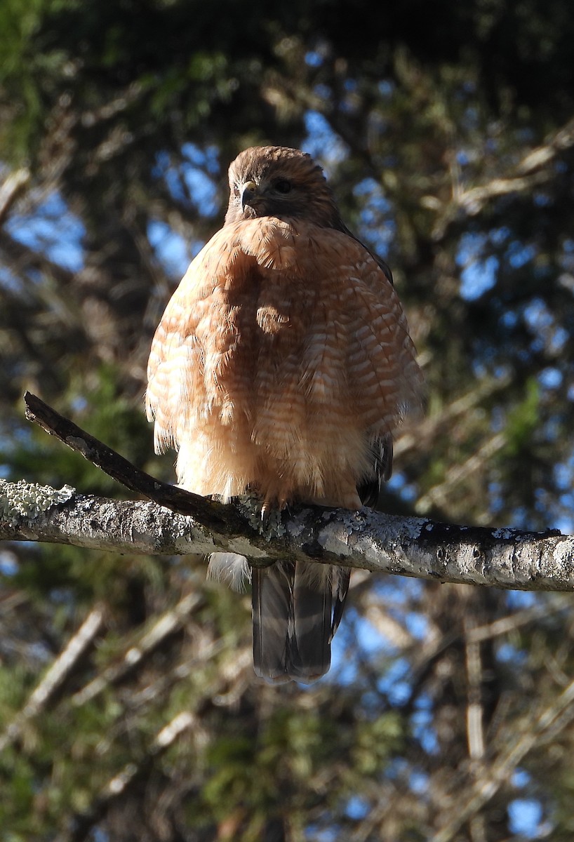 Red-shouldered Hawk - ML637351926