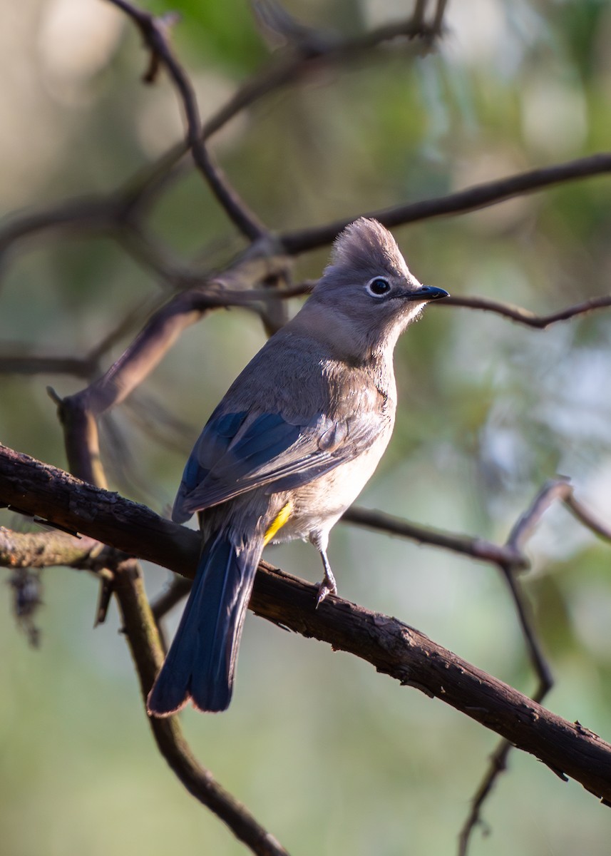 Gray Silky-flycatcher - ML637351966