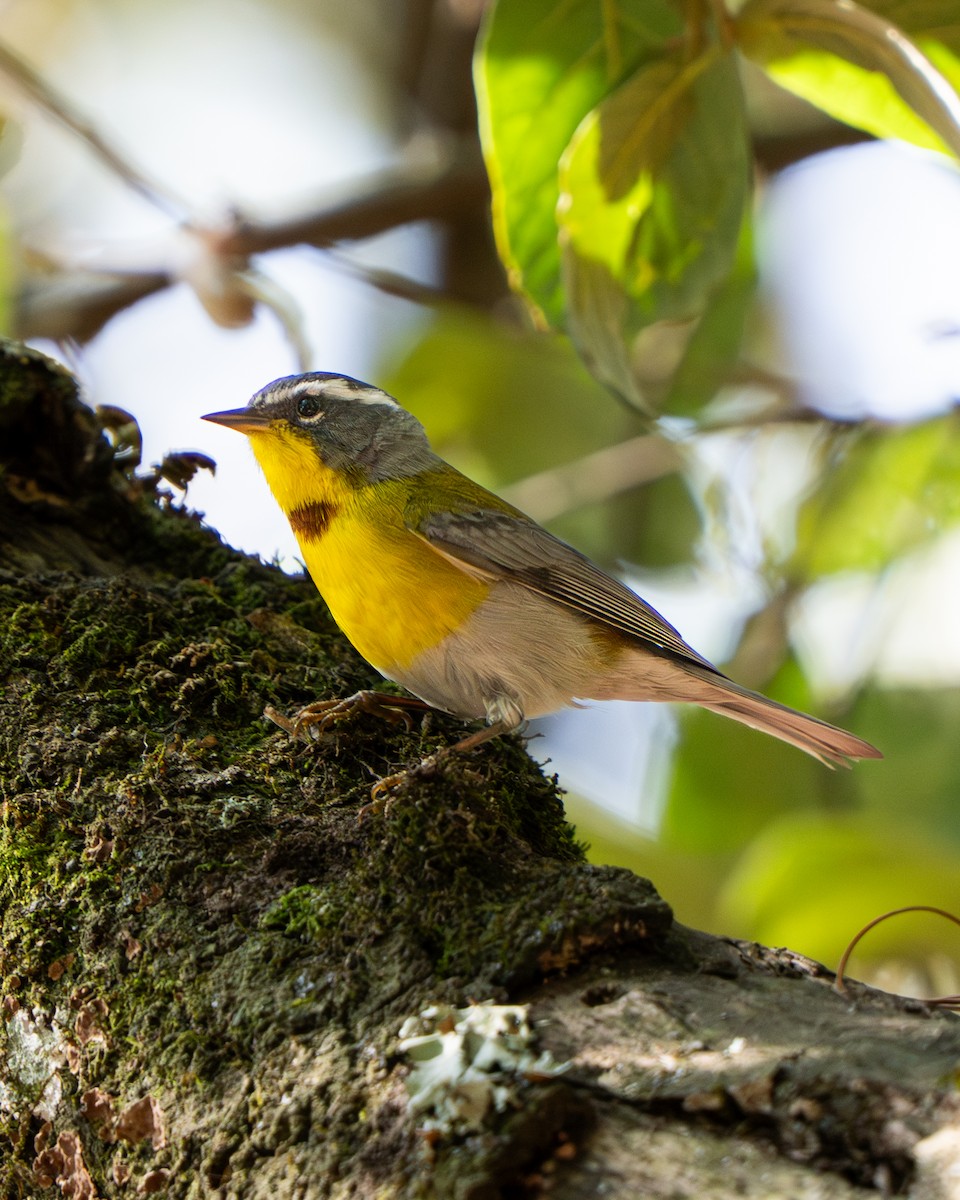 Crescent-chested Warbler - ML637351987
