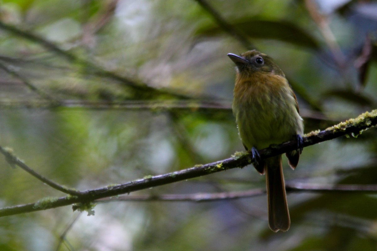 Fulvous-breasted Flatbill - ML637352010