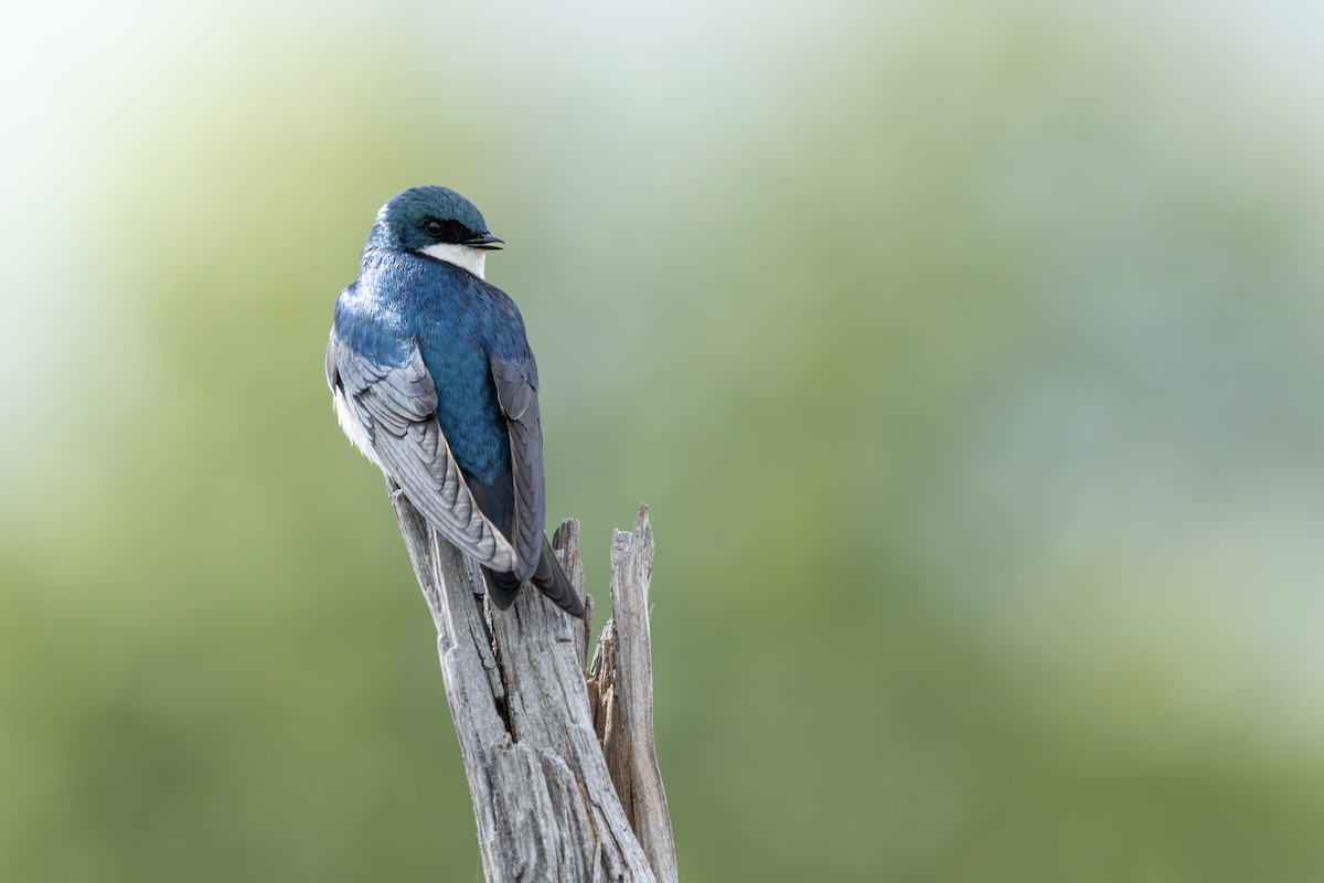 Tree Swallow - ML637352036