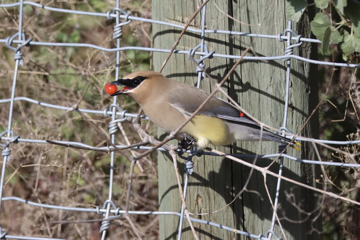 Cedar Waxwing - ML637352053