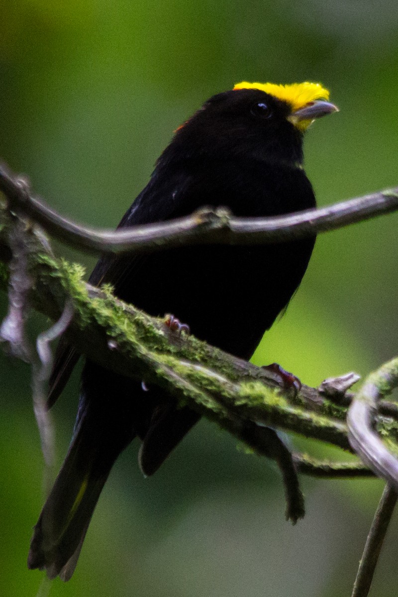 Golden-winged Manakin - ML637352078