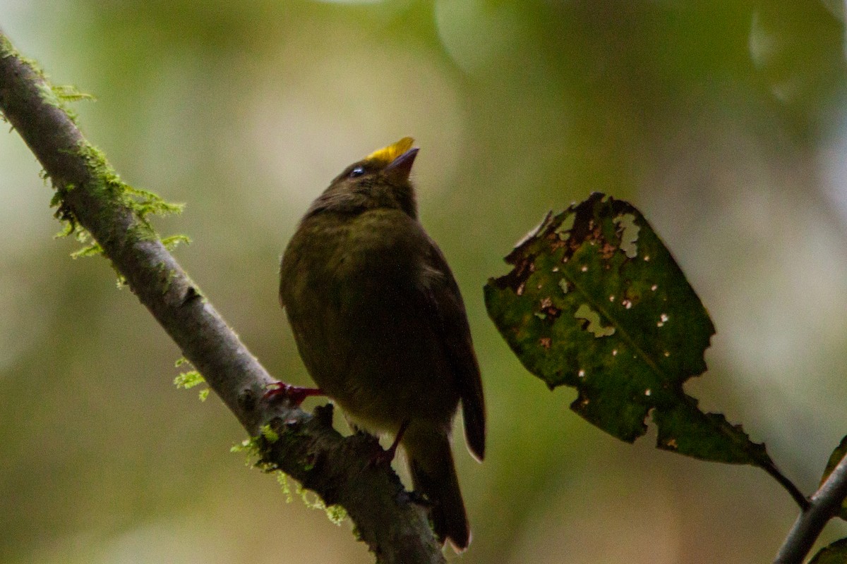 Golden-winged Manakin - ML637352079