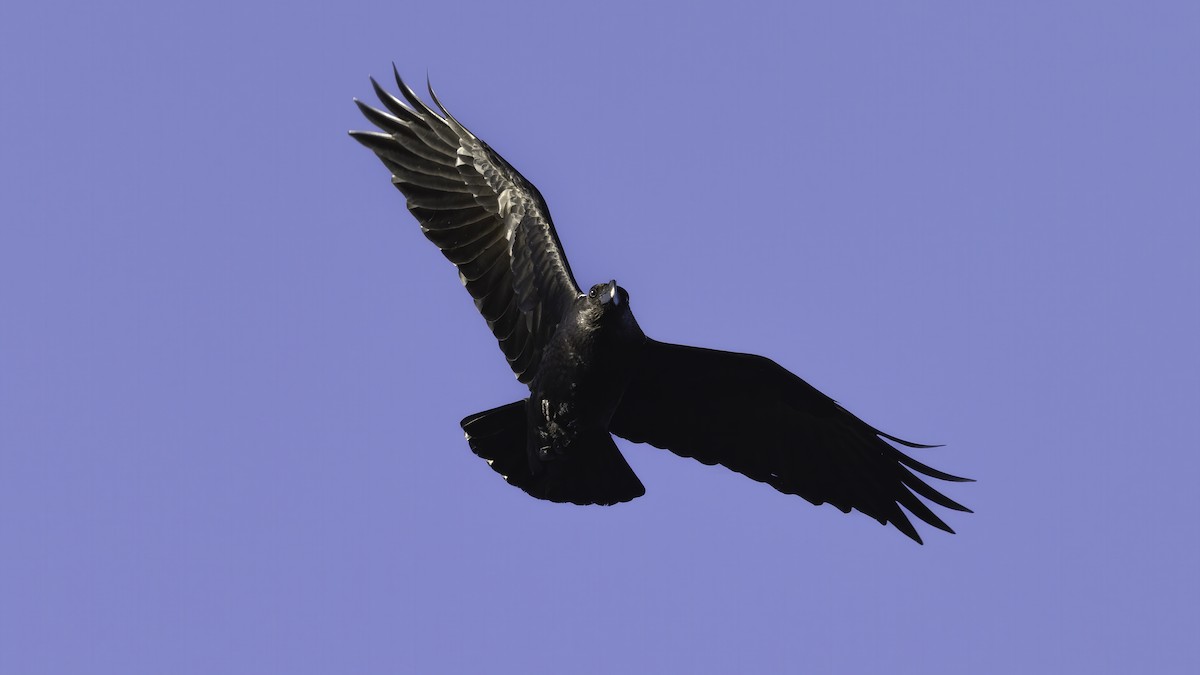 White-necked Raven - ML637352110
