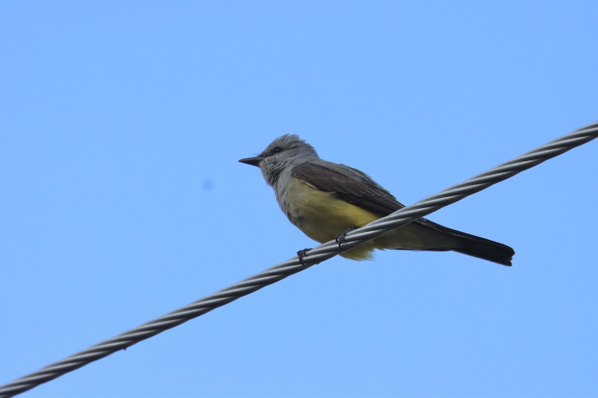 Western Kingbird - ML637352127