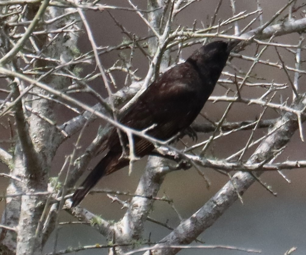 blackbird sp. - ML637352162