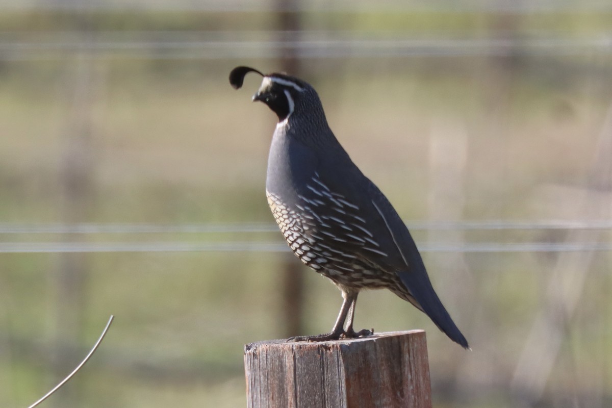 California Quail - ML637352205