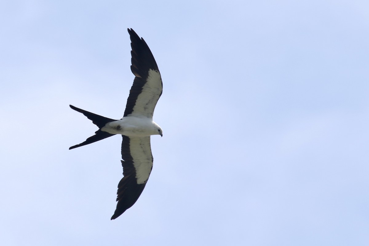 Swallow-tailed Kite - ML637352213