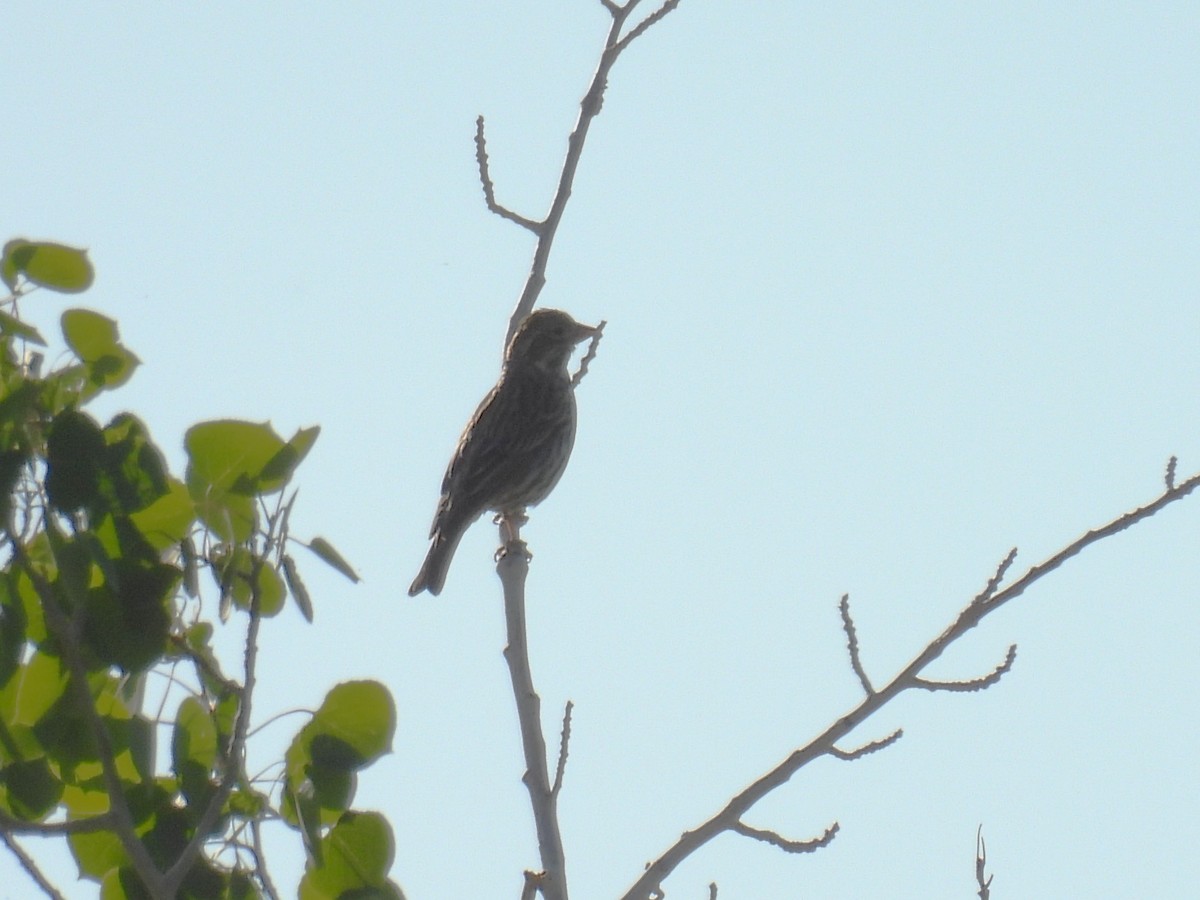 Cassin's Finch - ML637352216