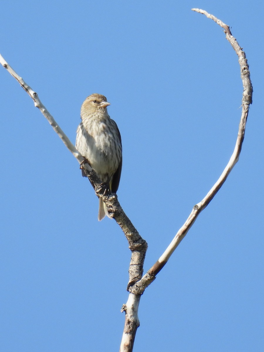 Pine Siskin - ML637352221