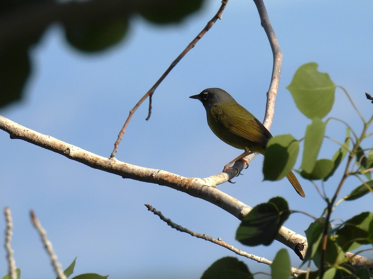 MacGillivray's Warbler - ML637352227