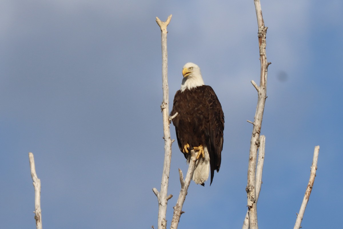Bald Eagle - ML637352230