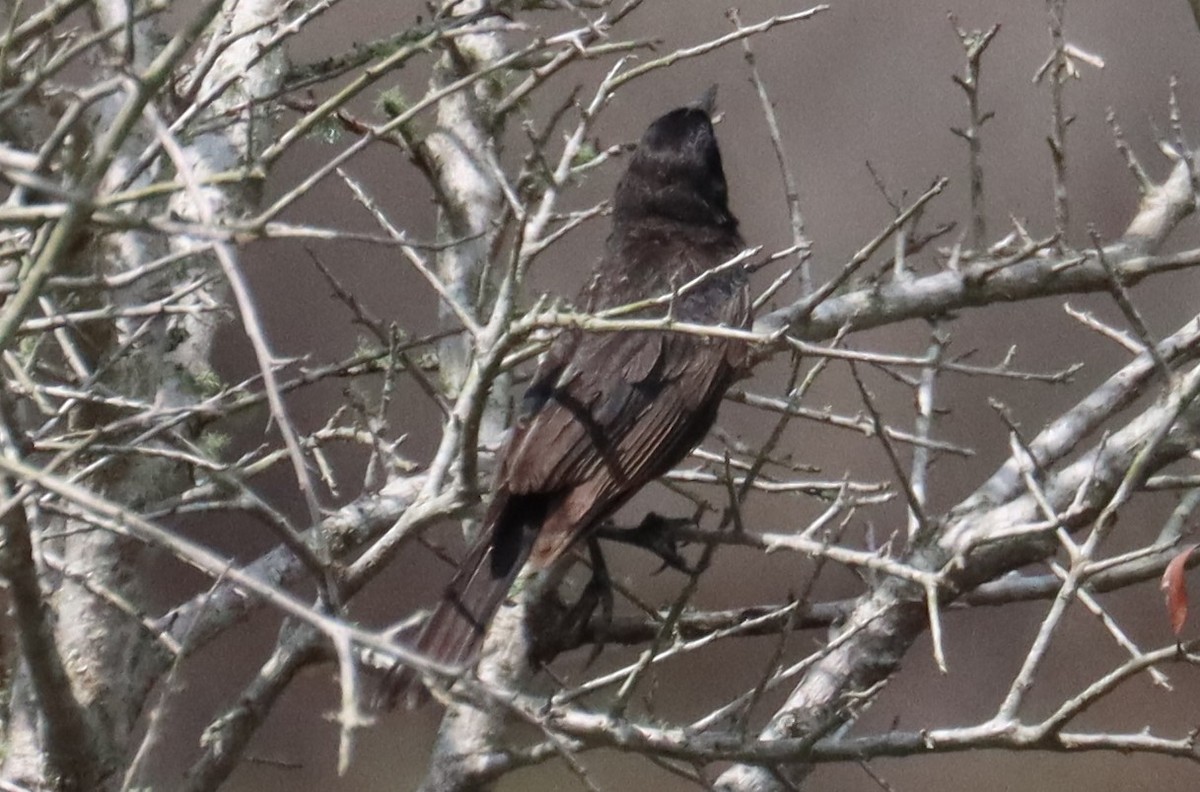 blackbird sp. - ML637352232