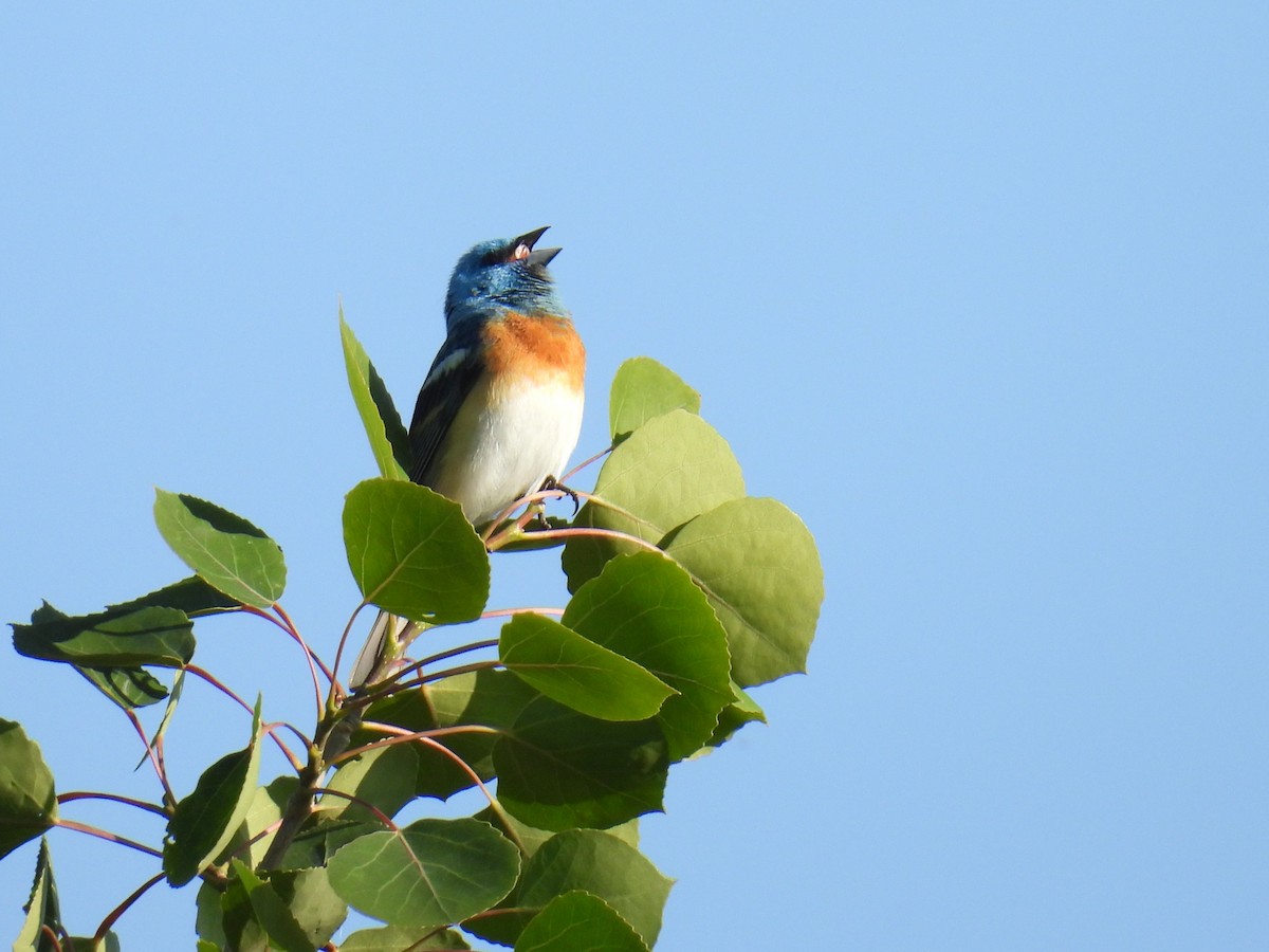 Lazuli Bunting - ML637352234