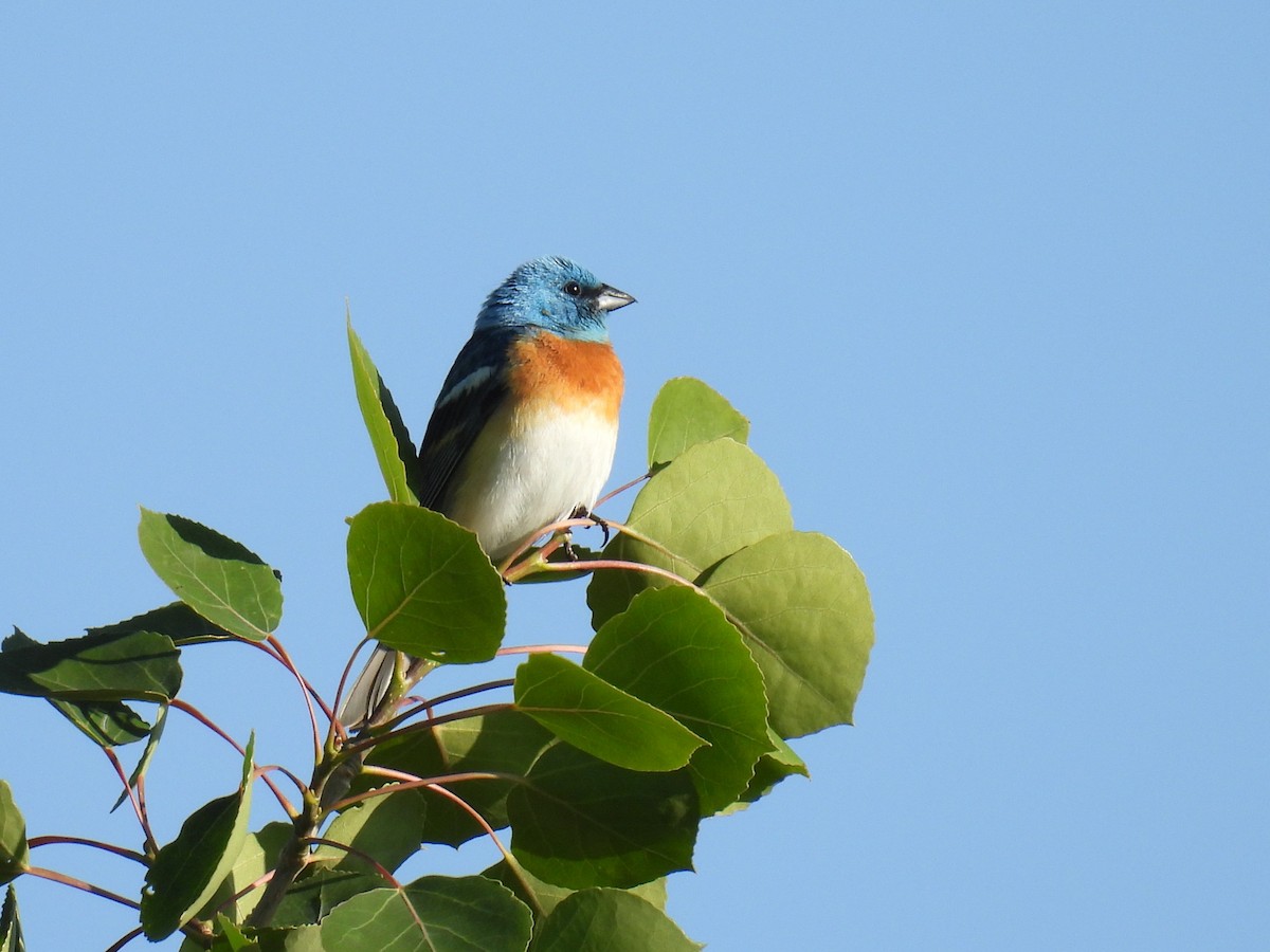 Lazuli Bunting - ML637352235