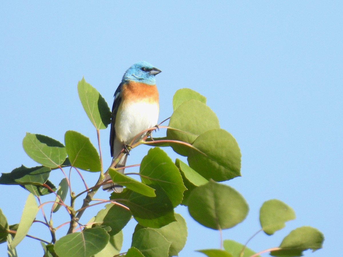 Lazuli Bunting - ML637352236