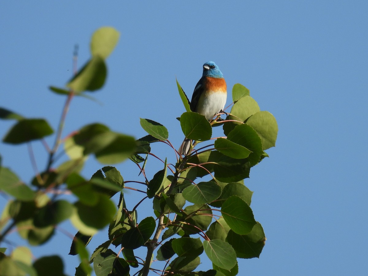 Lazuli Bunting - ML637352238