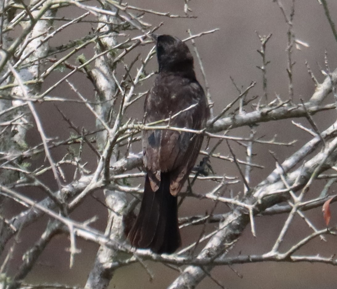 blackbird sp. - ML637352242