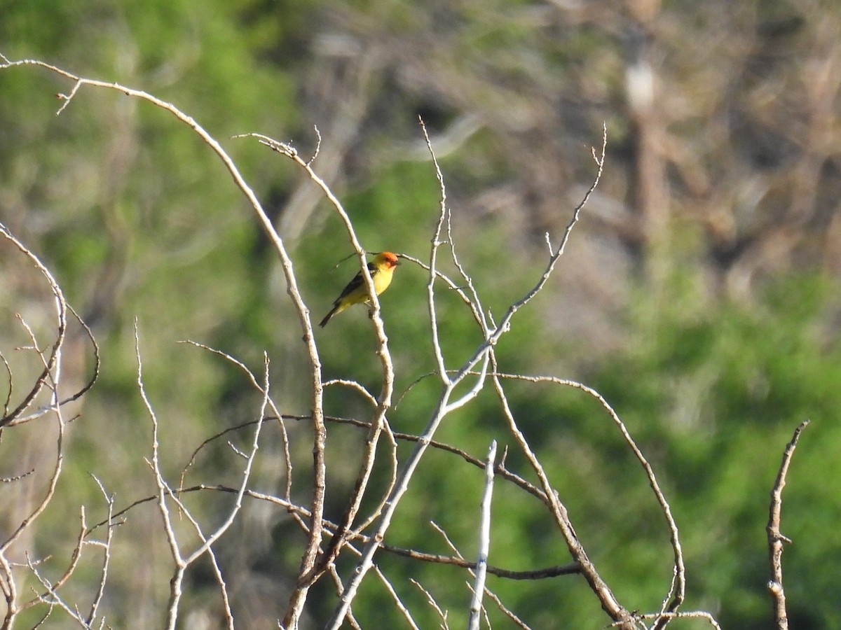 Western Tanager - ML637352245