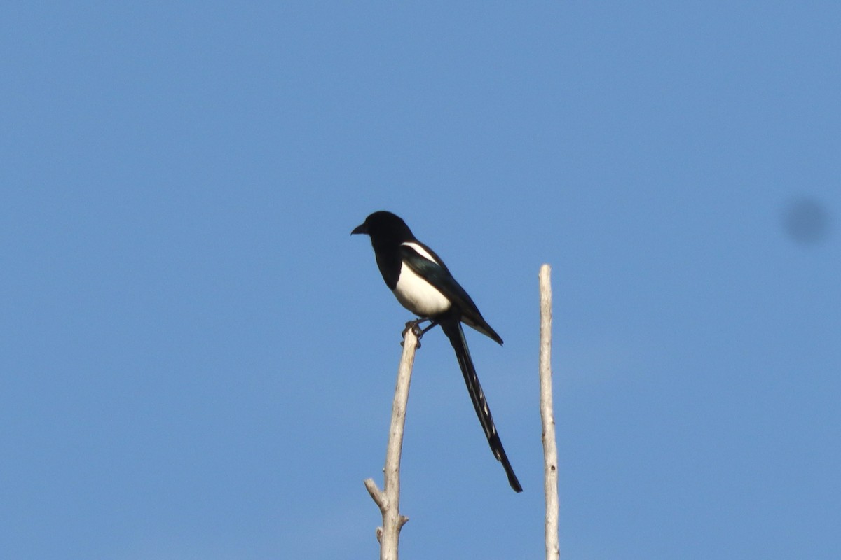 Black-billed Magpie - ML637352266