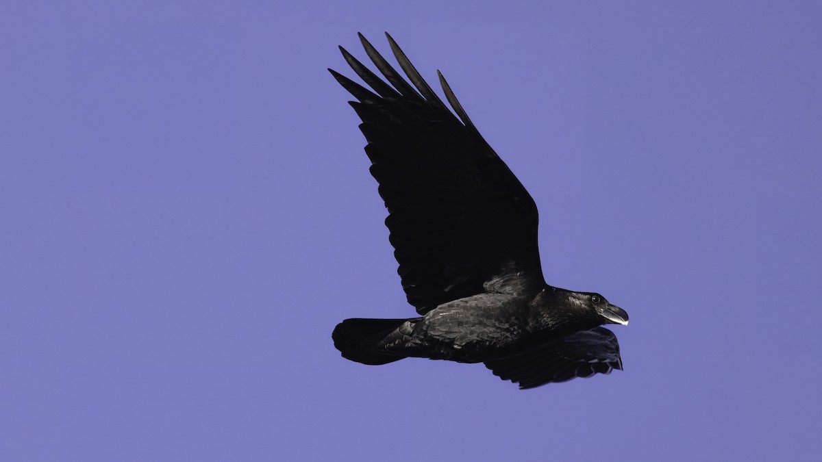White-necked Raven - ML637352269