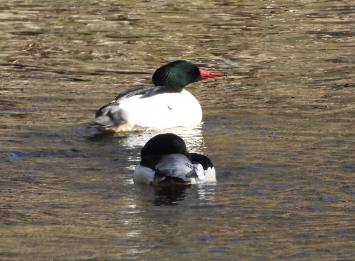 Common Merganser - ML637352279
