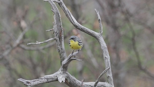 Kirtland's Warbler - ML637352286