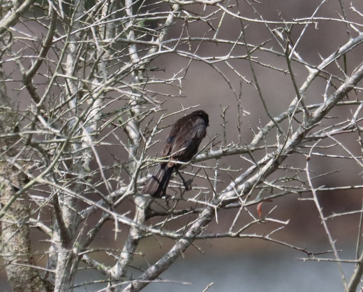 blackbird sp. - ML637352320