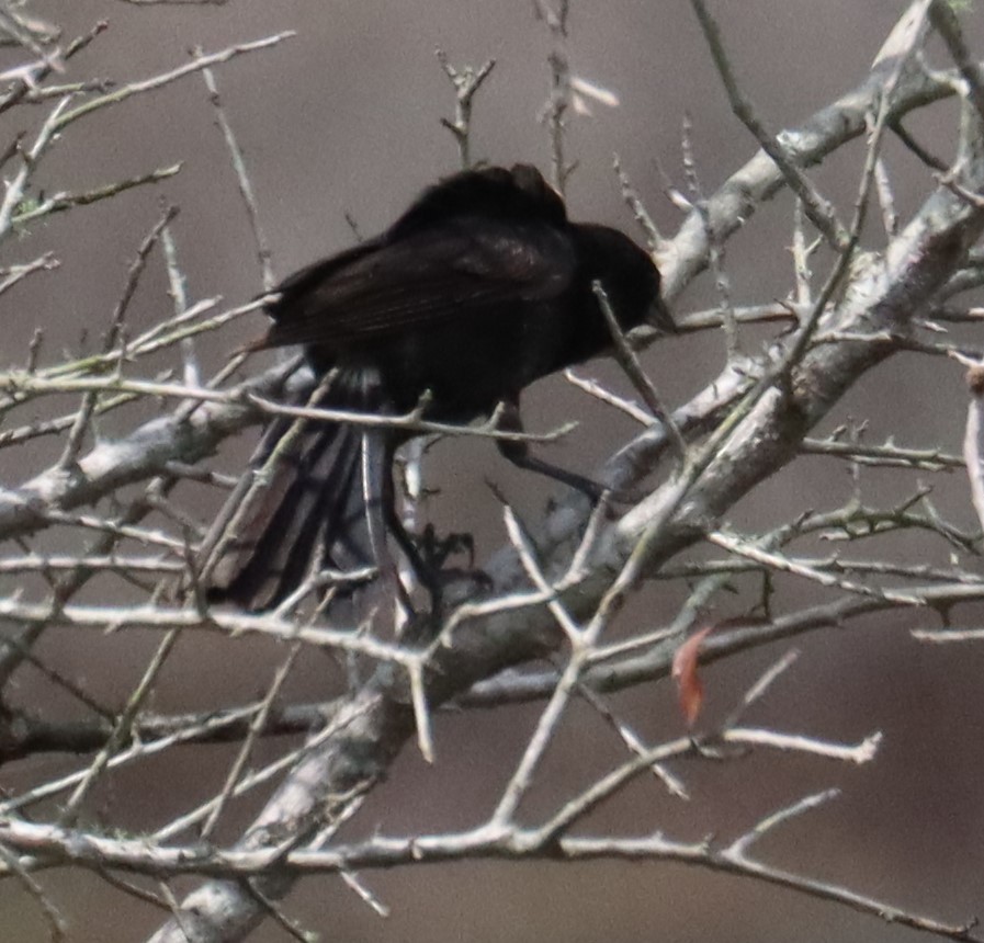 blackbird sp. - ML637352324